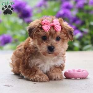 Ruby, Yorkie Poo Puppy